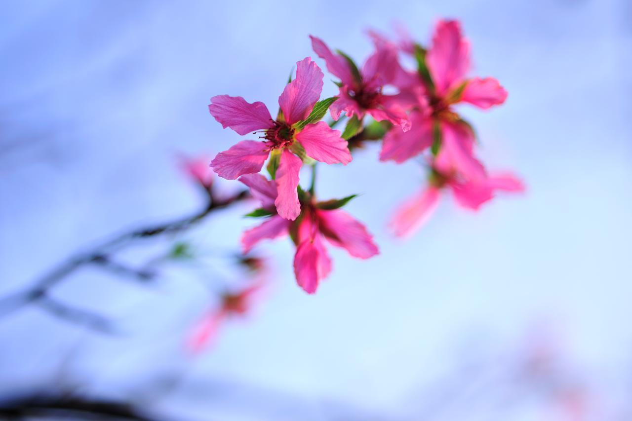 Flower Free花自在 Zhuolan Экстерьер фото